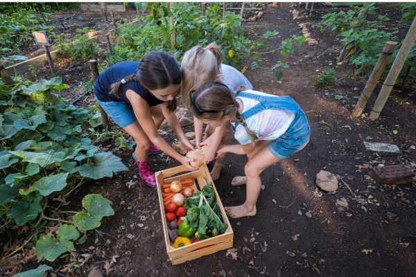 vegetable patch